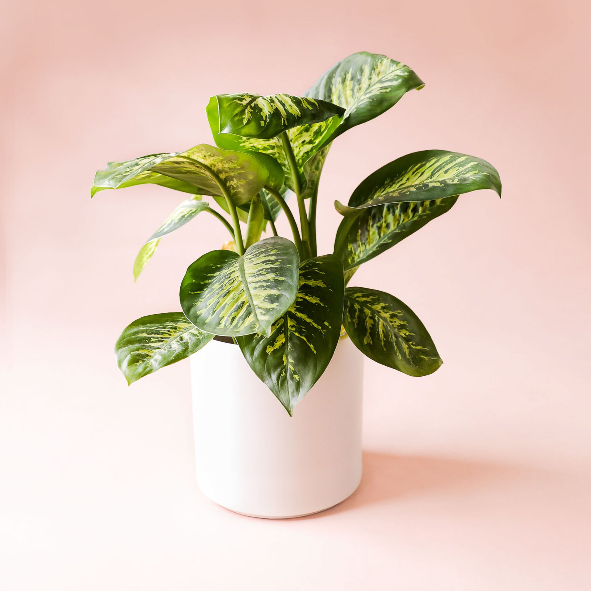 a plant with a dark leafy green plant with vibrant green pigmentation in the center and following the veins of the leaf.