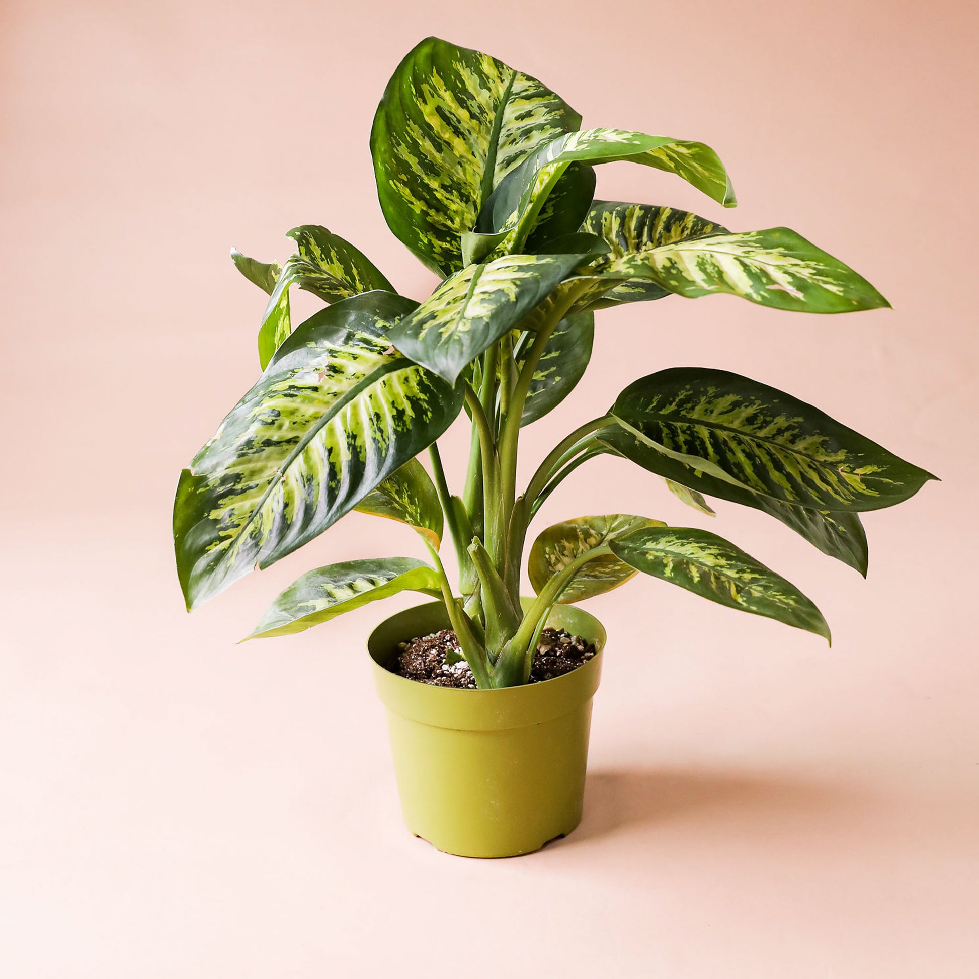 a plant with a dark leafy green plant with vibrant green pigmentation in the center and following the veins of the leaf.