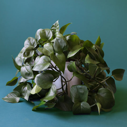 n front of a dark green background is a white cylinder pot with a green pothos inside. The plant has long green vines that fall to the ground. The leaves are dark green.