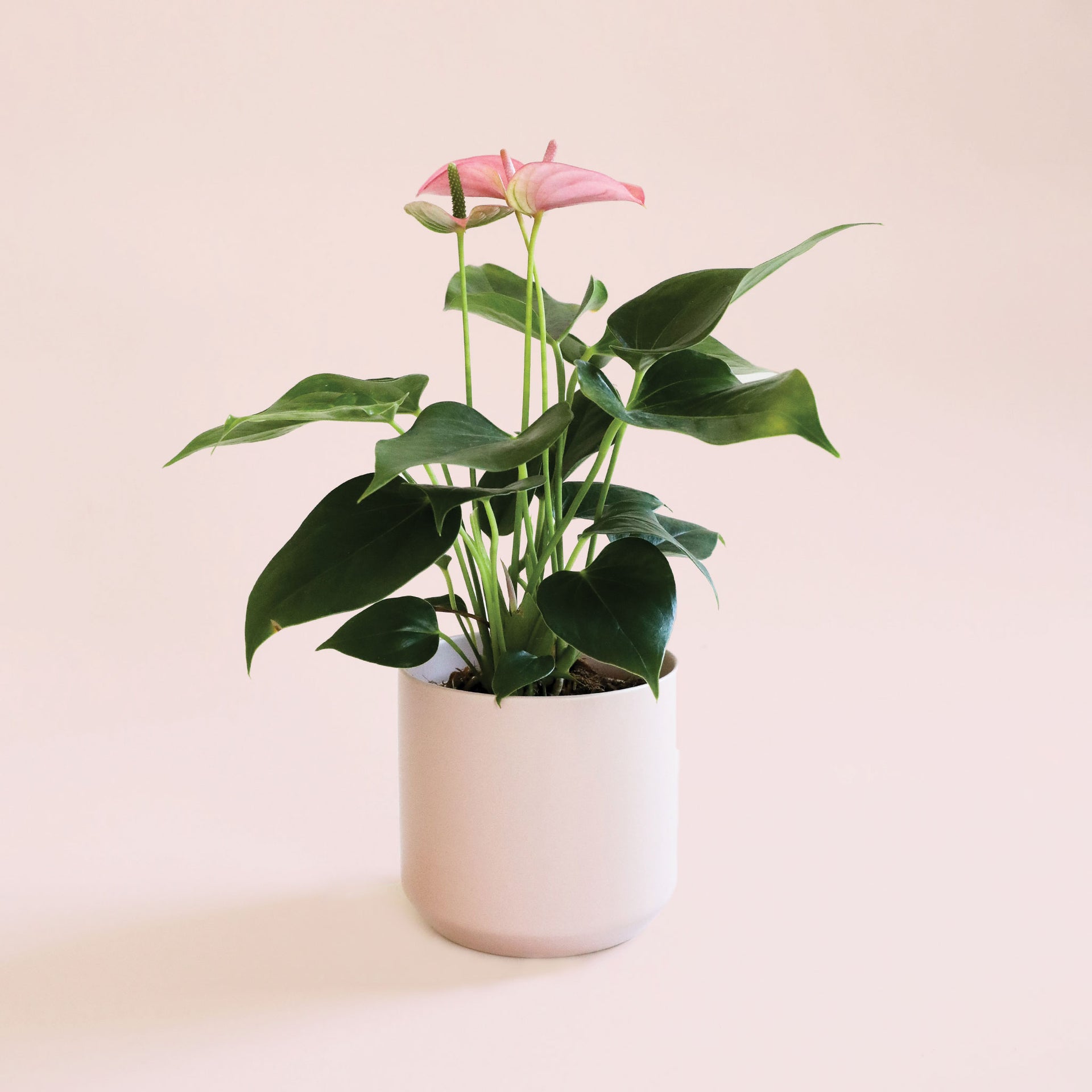 Anthurium | Sweet Dreams  Jungle Club
