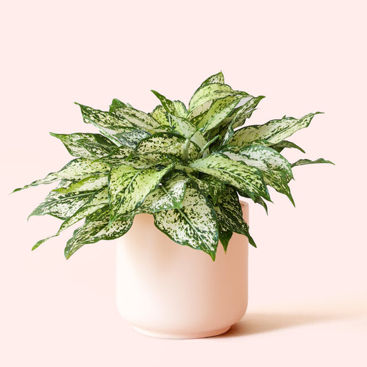 Aglaonema | First Diamond