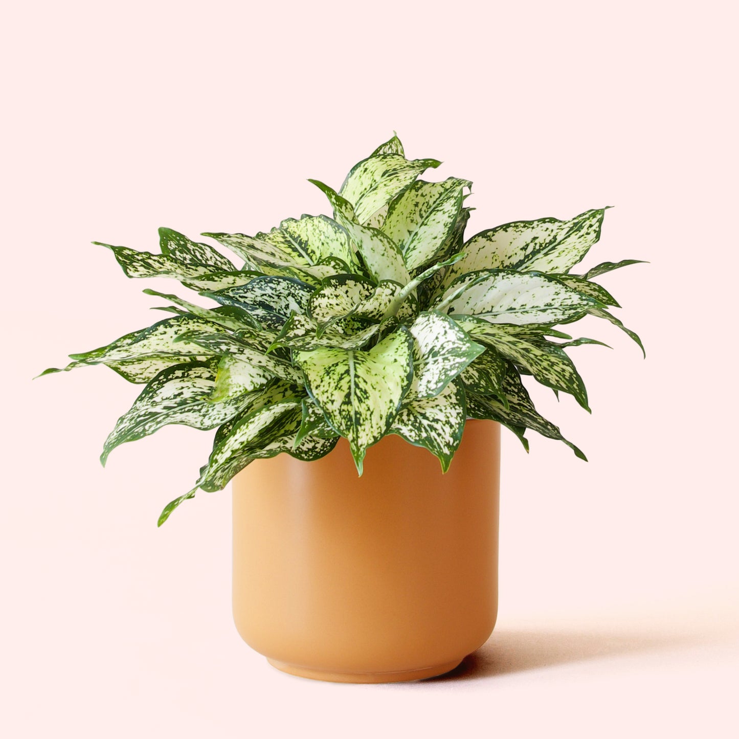 Aglaonema | First Diamond