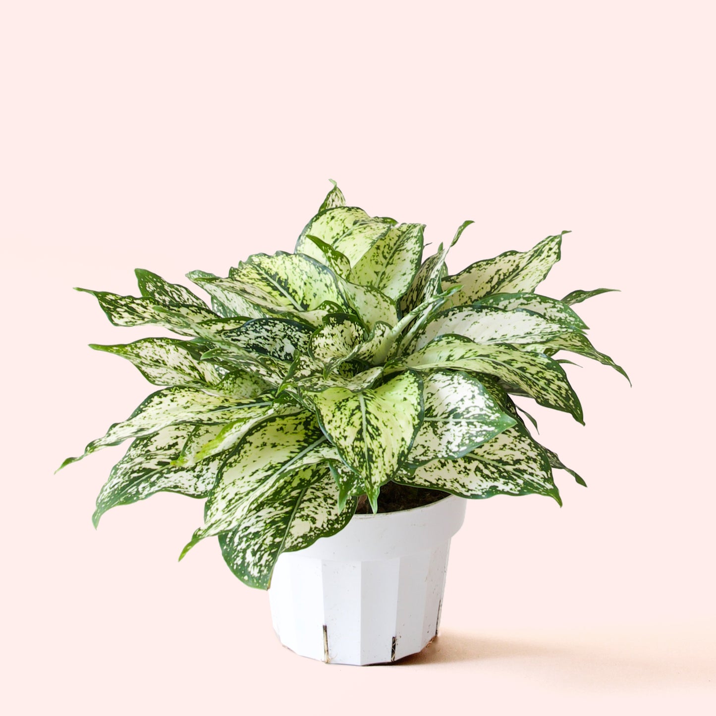 Aglaonema | First Diamond