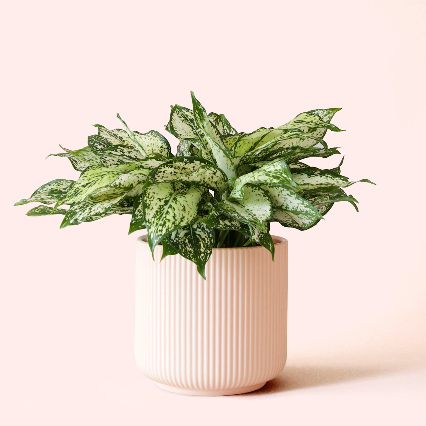 Aglaonema | First Diamond