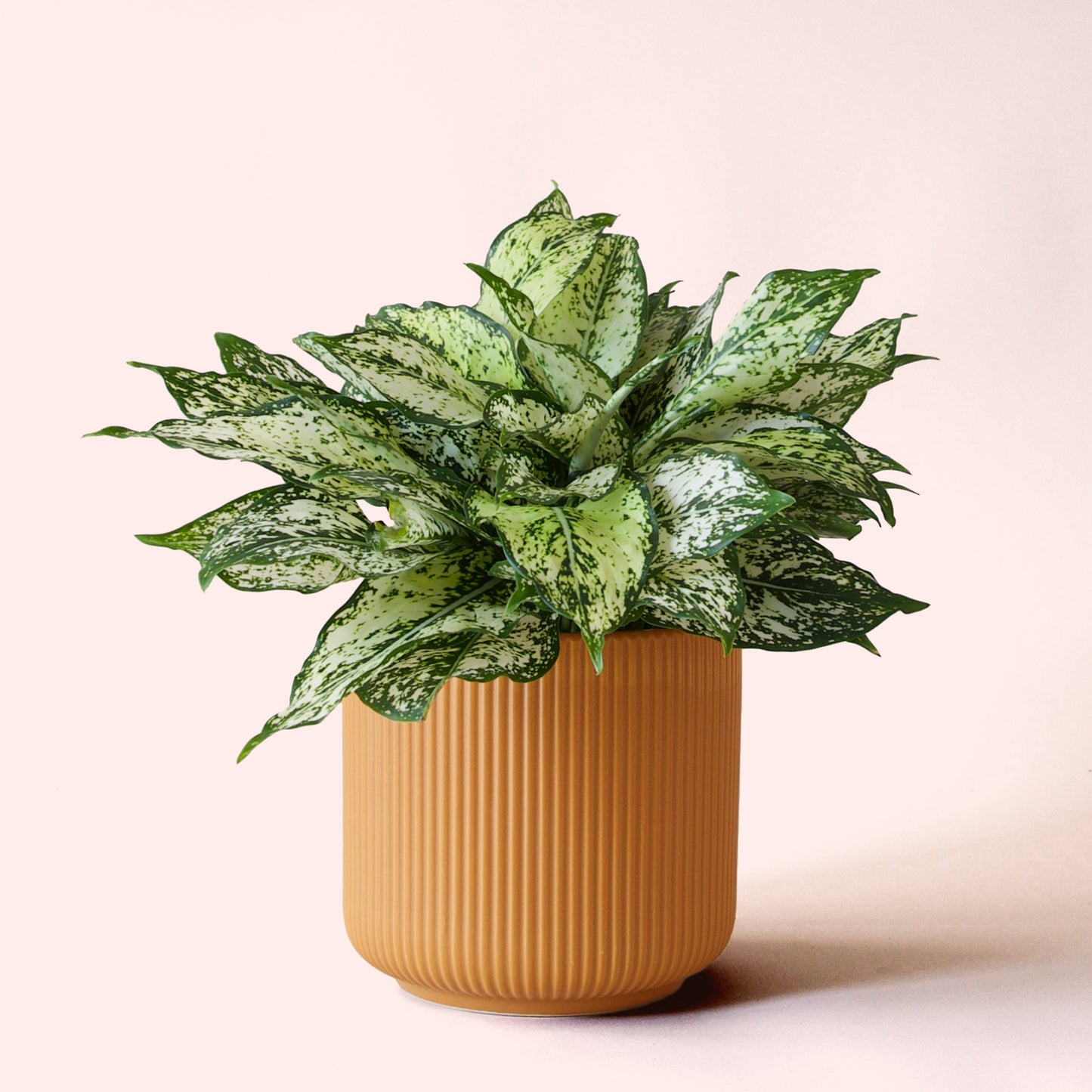 Aglaonema | First Diamond