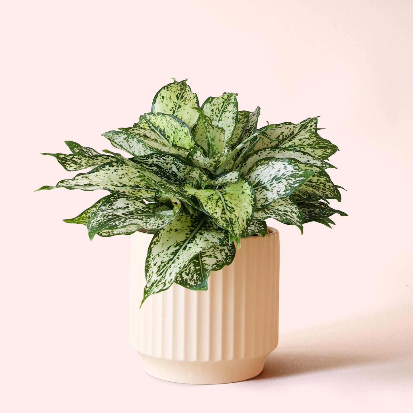 Aglaonema | First Diamond