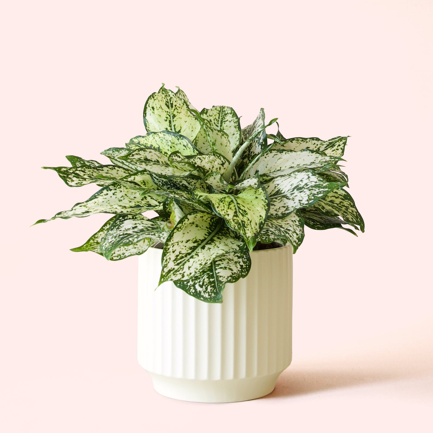 Aglaonema | First Diamond