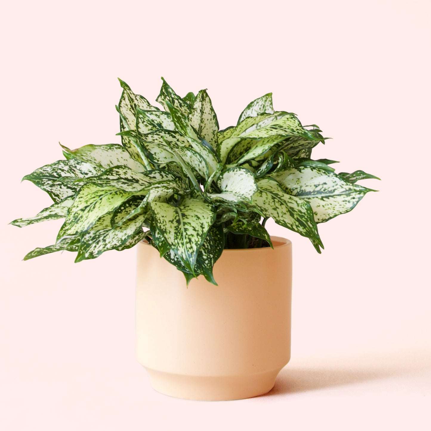 Aglaonema | First Diamond