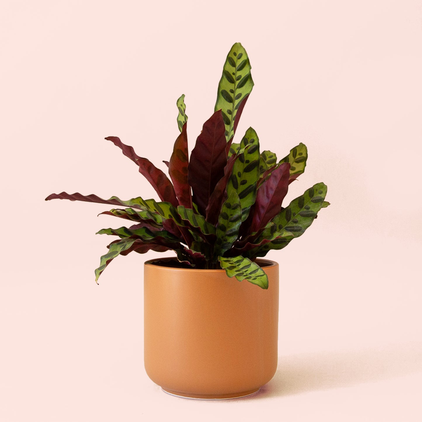 Calathea | Lancifolia