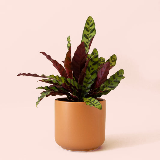 Calathea | Lancifolia