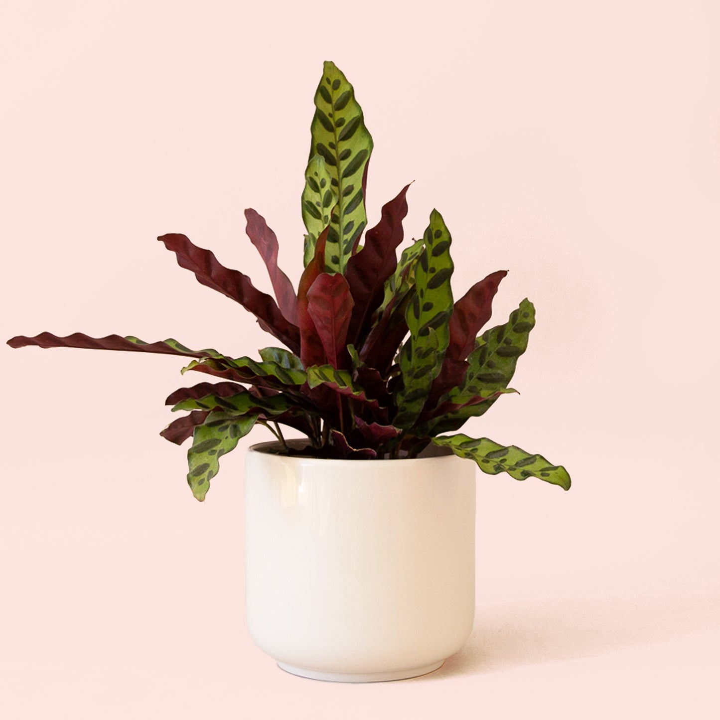 Calathea | Lancifolia