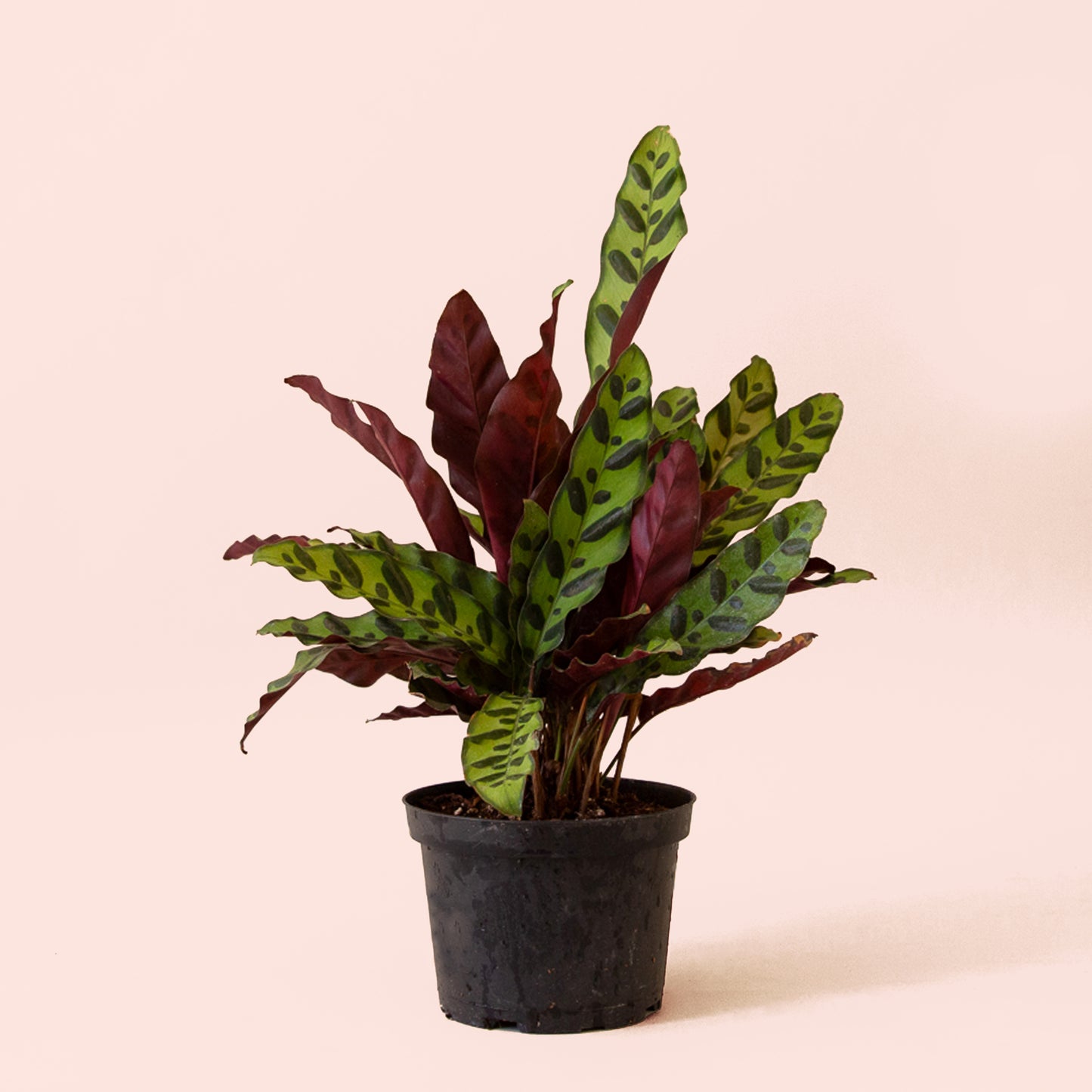 Calathea | Lancifolia