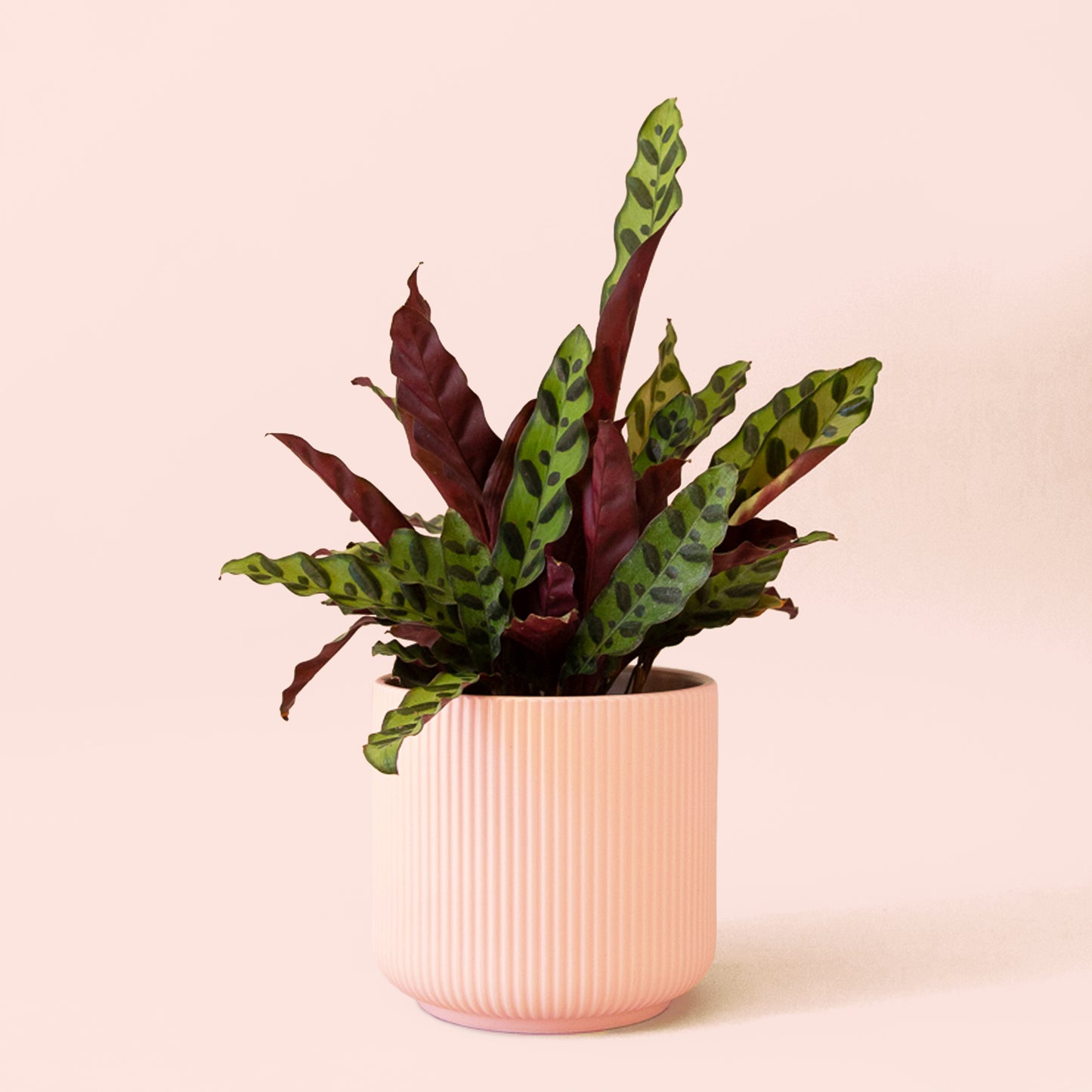 Calathea | Lancifolia