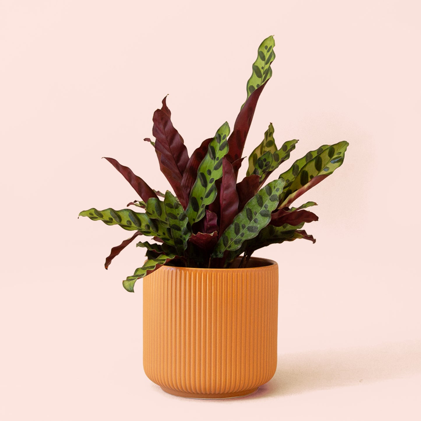 Calathea | Lancifolia