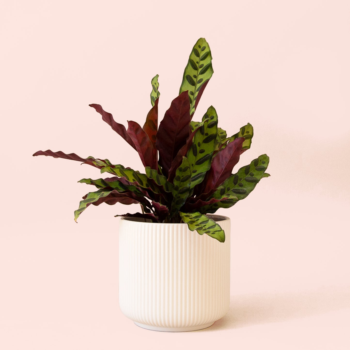 Calathea | Lancifolia