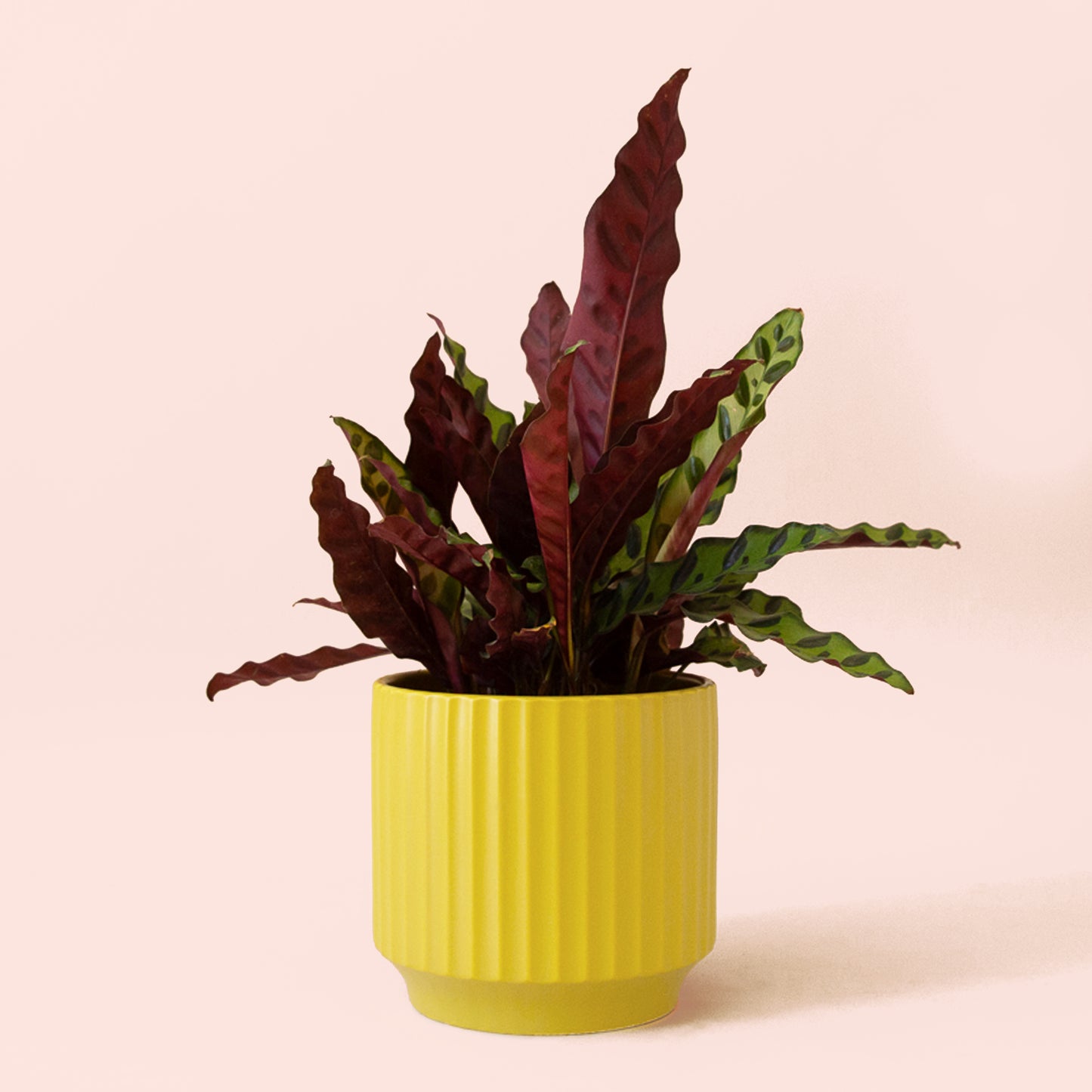 Calathea | Lancifolia