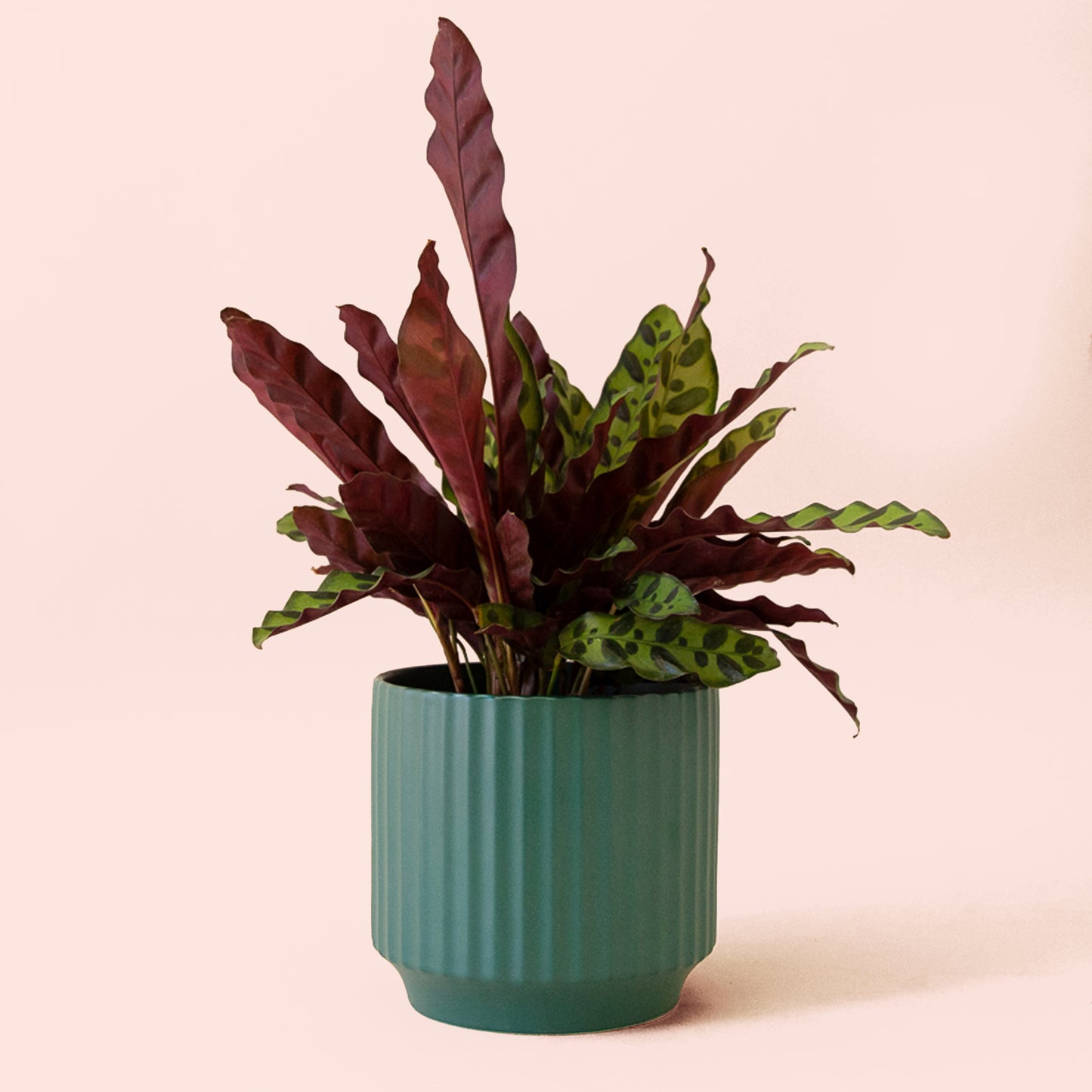 Calathea | Lancifolia