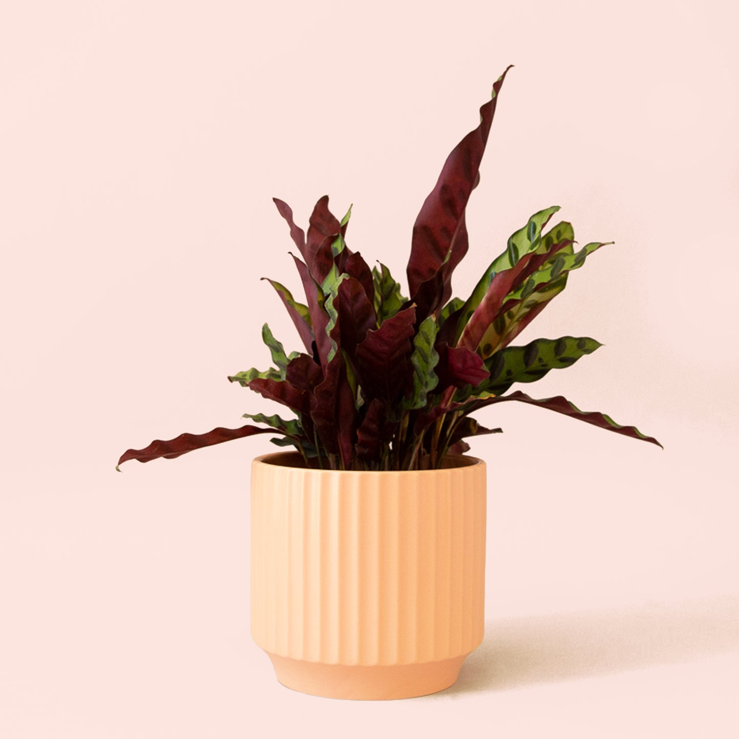 Calathea | Lancifolia