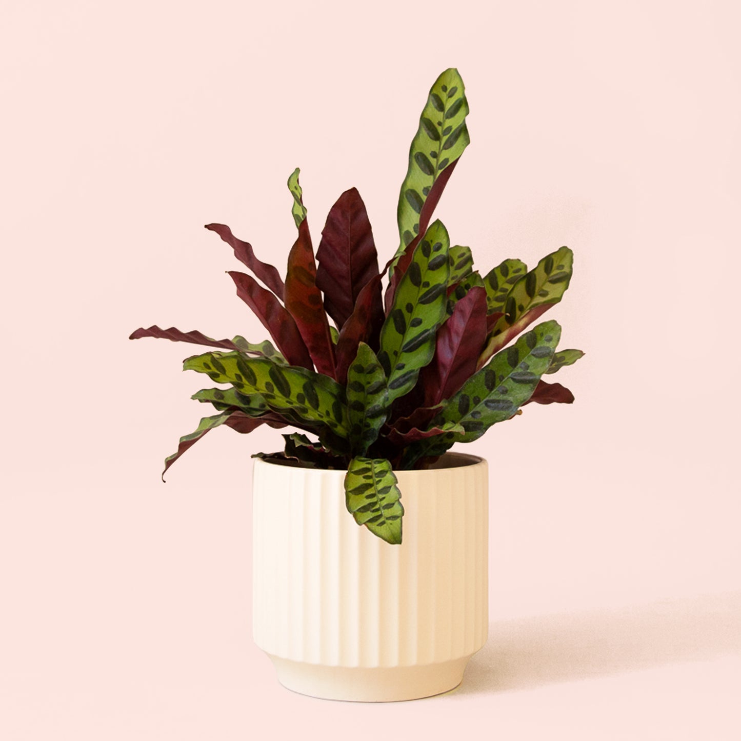Calathea | Lancifolia