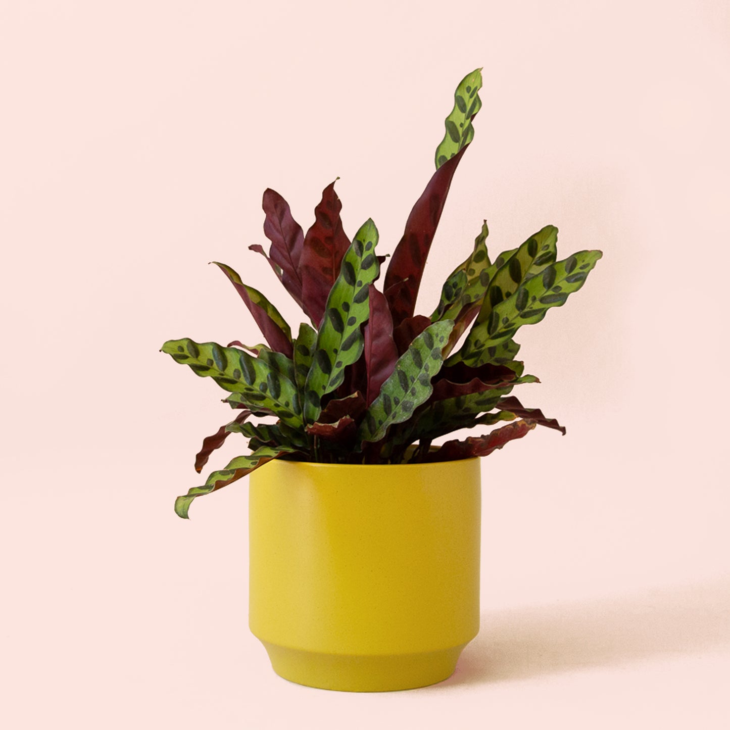 Calathea | Lancifolia