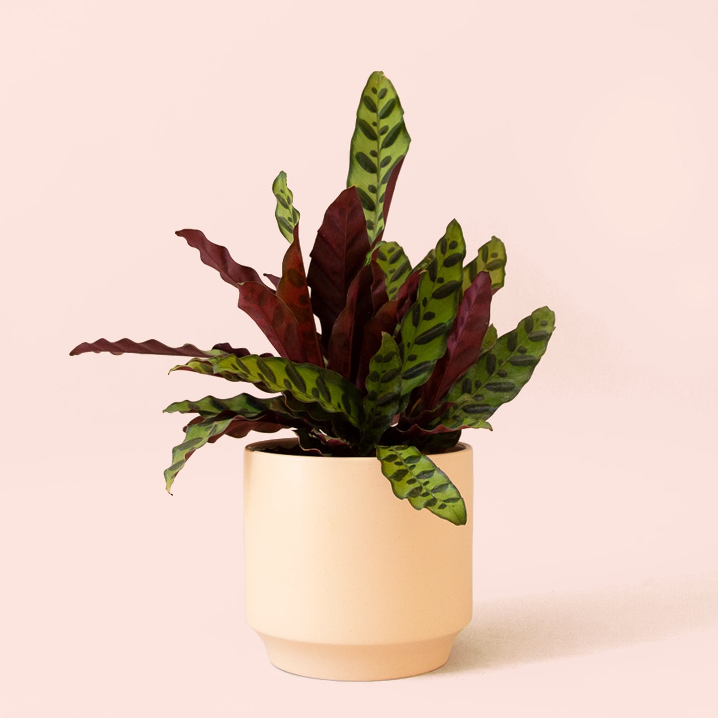 Calathea | Lancifolia