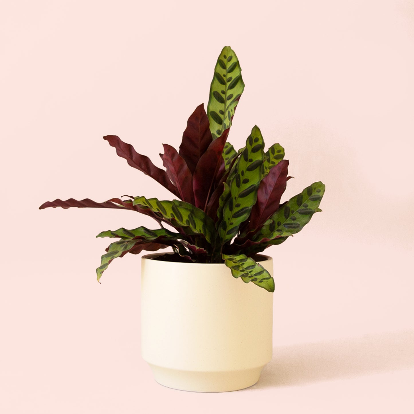Calathea | Lancifolia