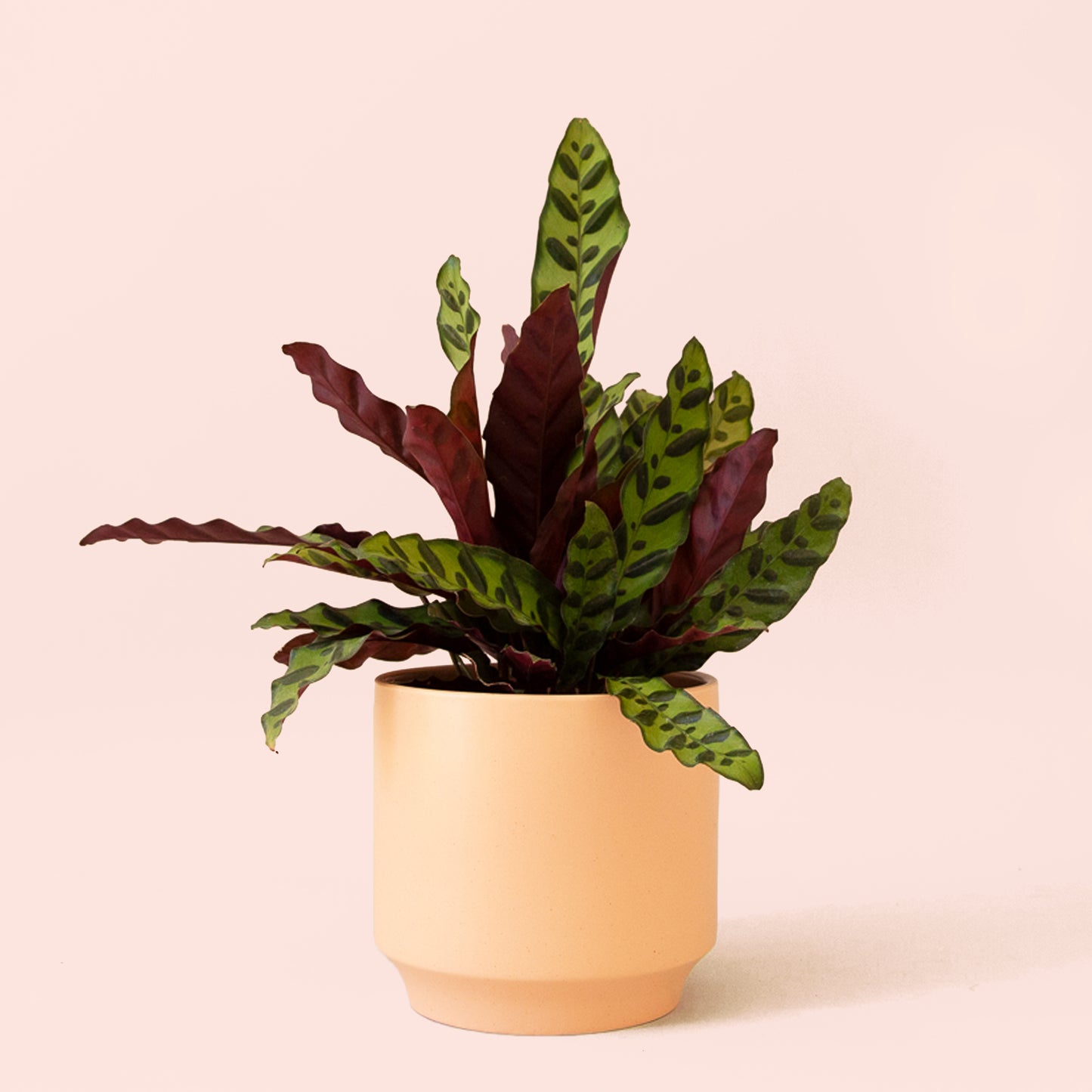 Calathea | Lancifolia