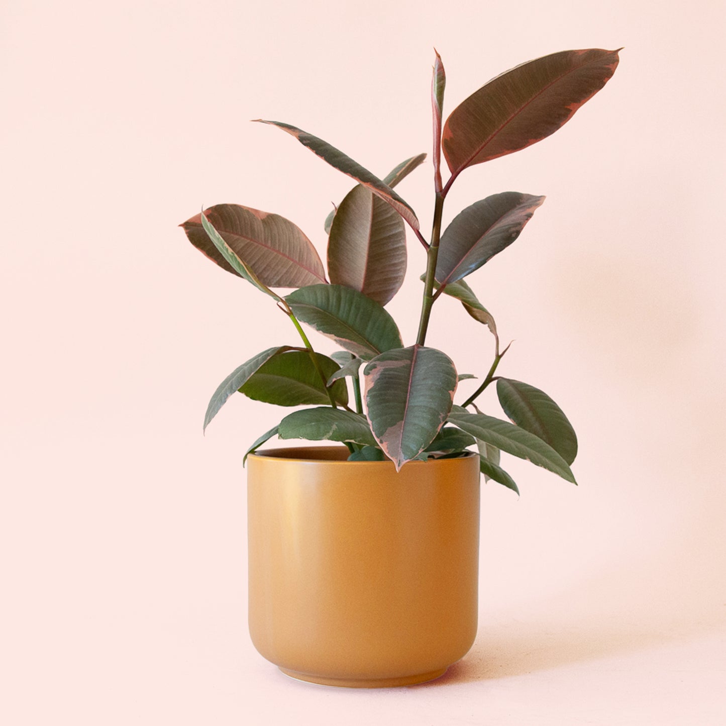 Ficus Elastica | Ruby