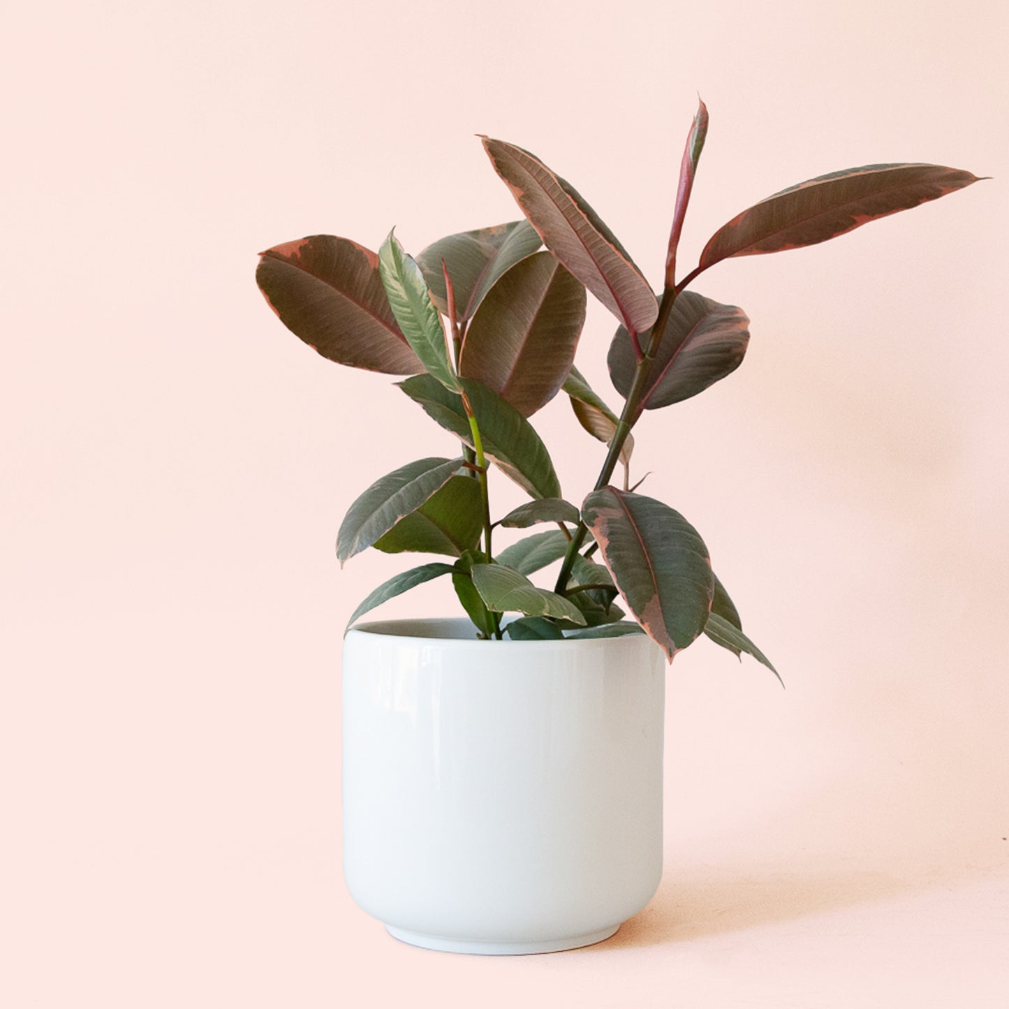 Ficus Elastica | Ruby