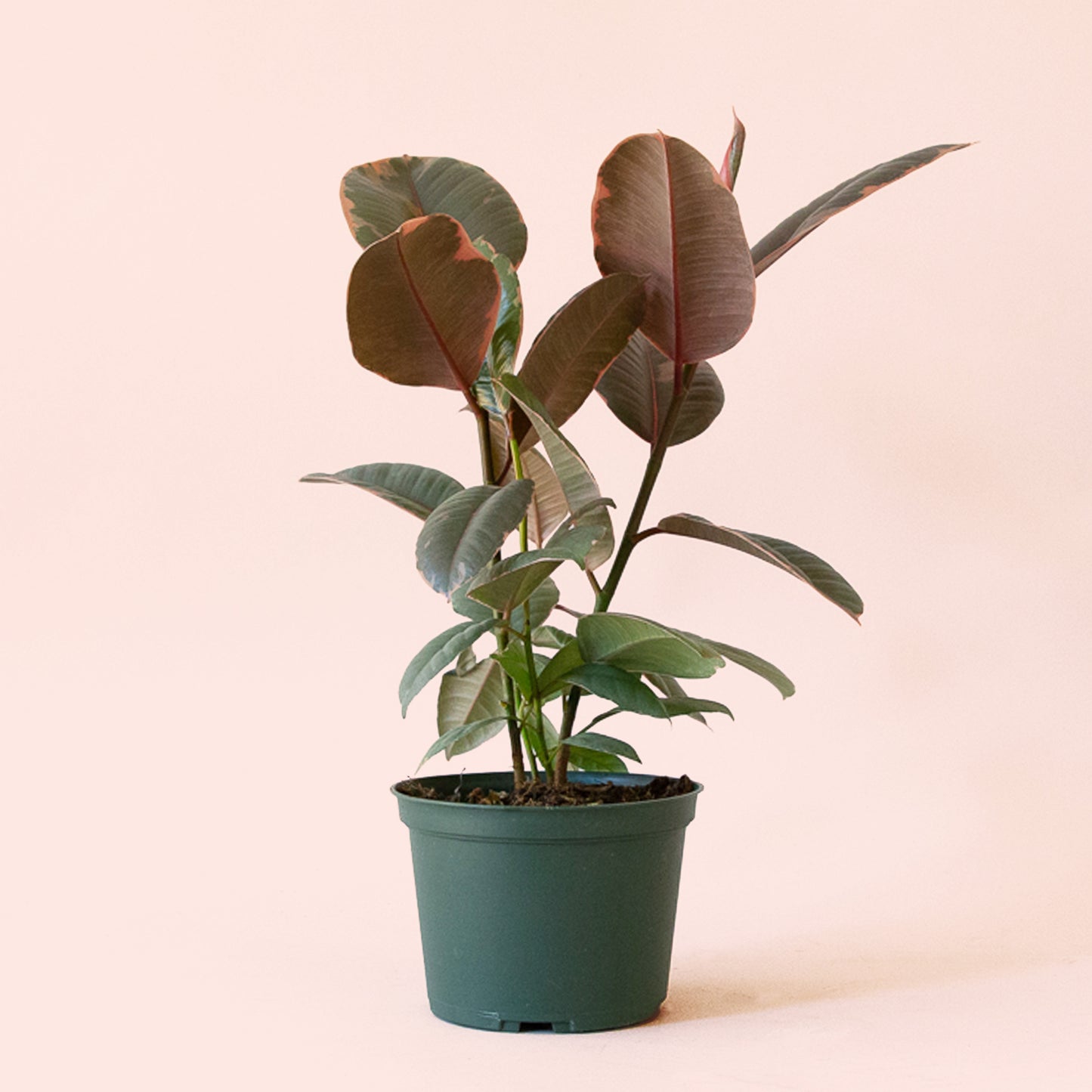 Ficus Elastica | Ruby