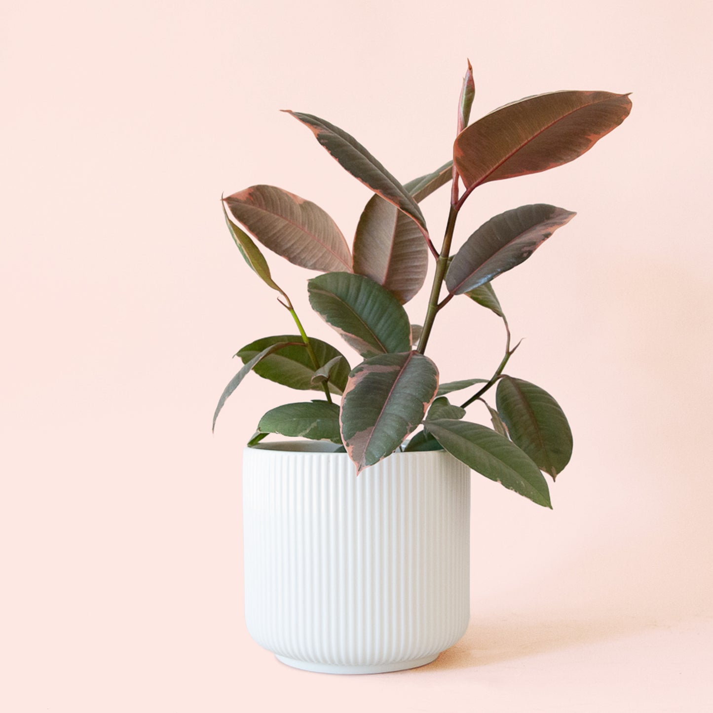 Ficus Elastica | Ruby