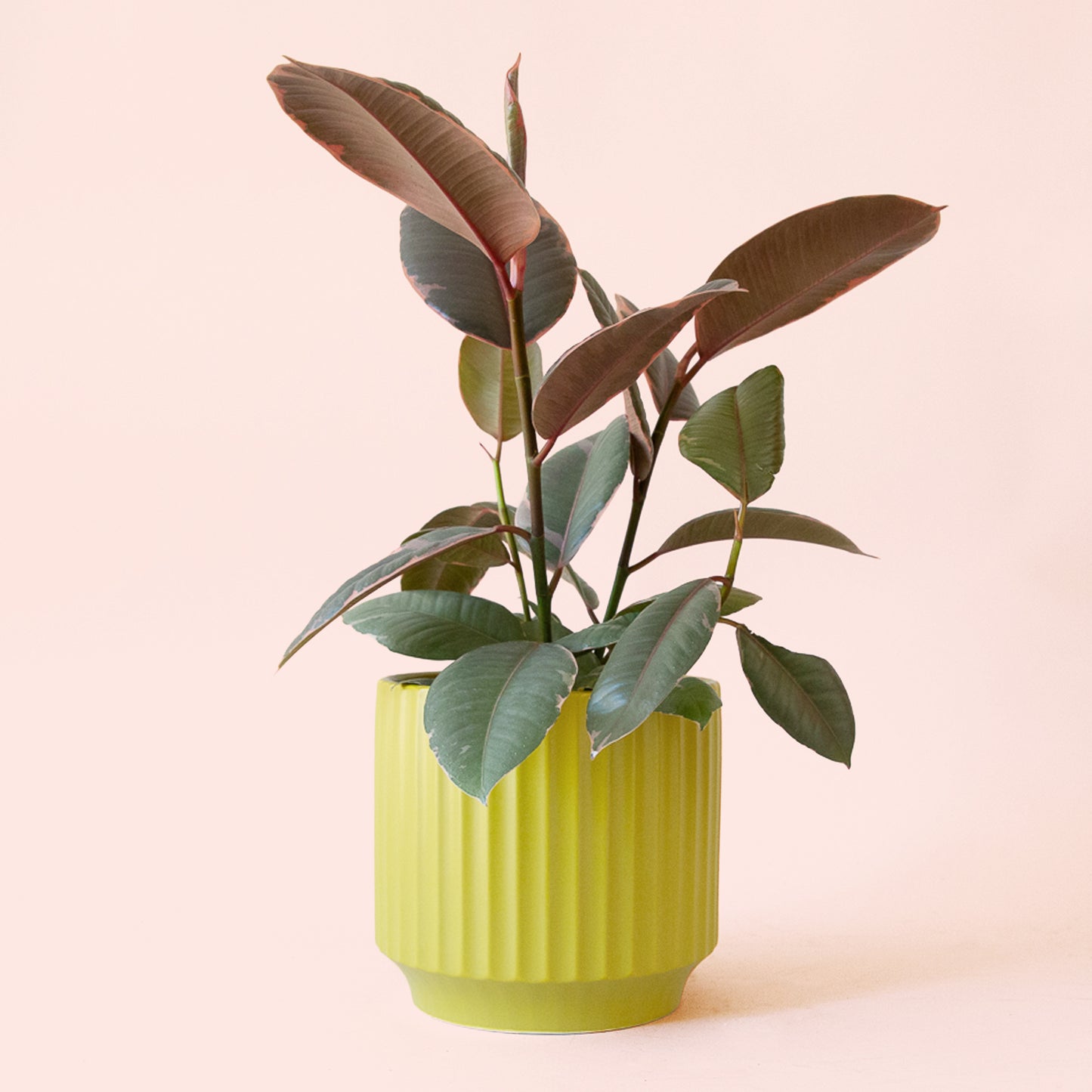 Ficus Elastica | Ruby