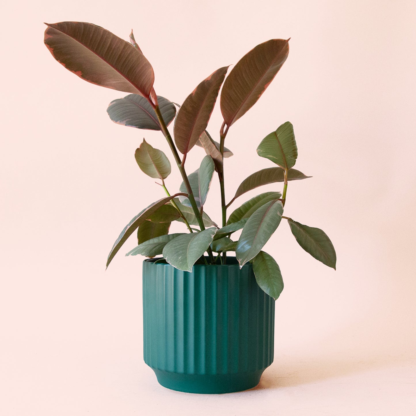 Ficus Elastica | Ruby