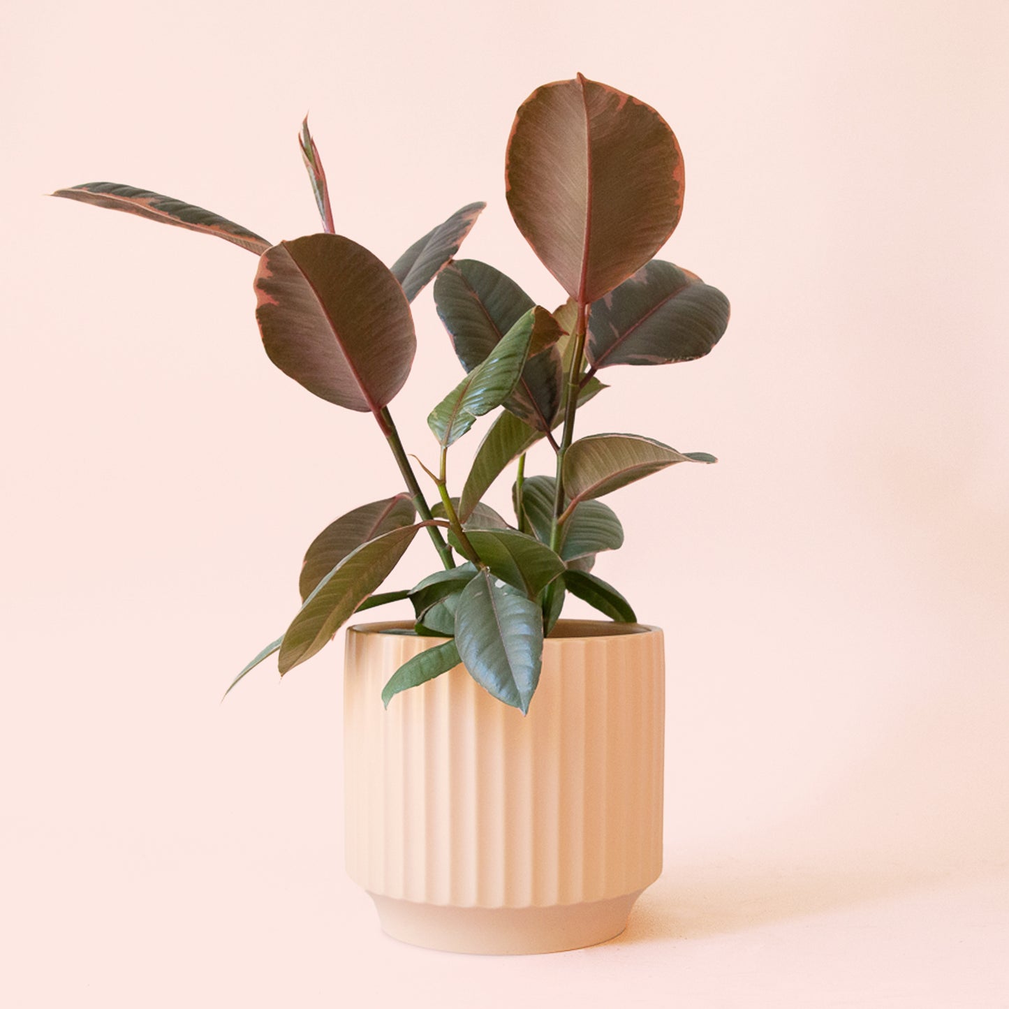 Ficus Elastica | Ruby