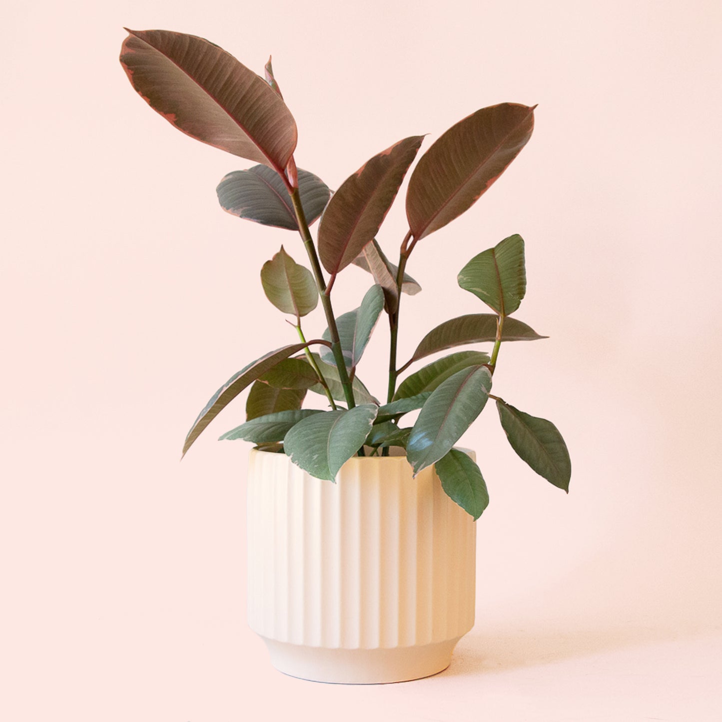 Ficus Elastica | Ruby