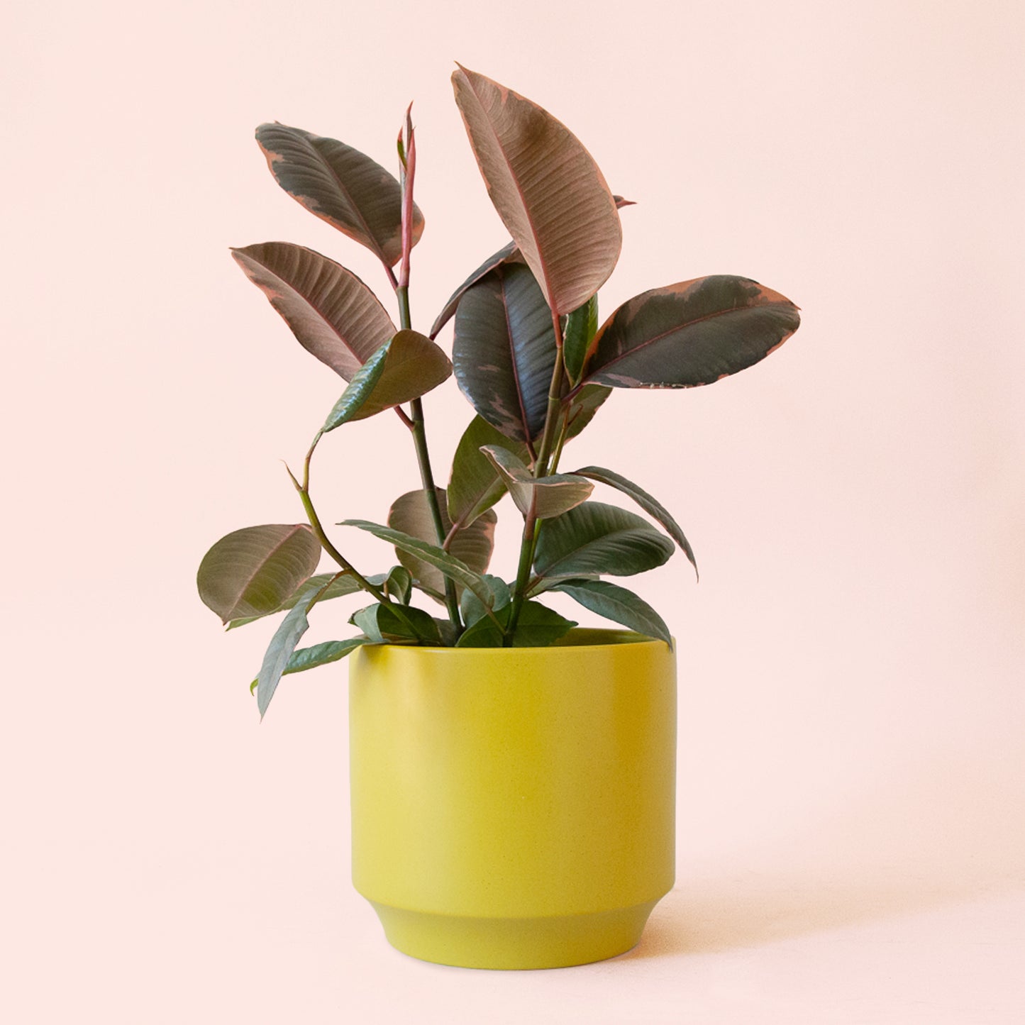 Ficus Elastica | Ruby