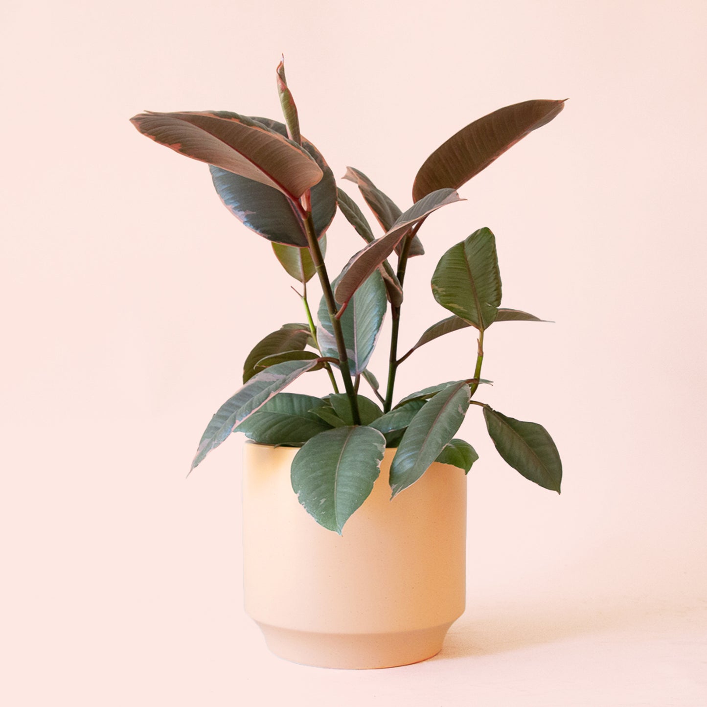 Ficus Elastica | Ruby