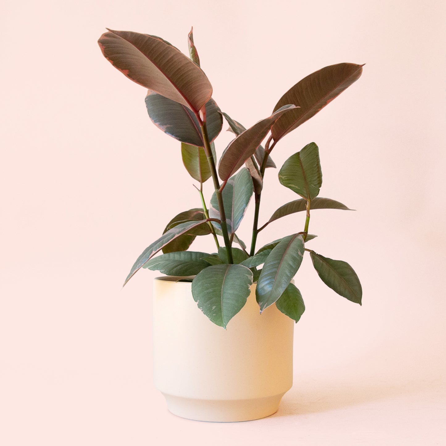 Ficus Elastica | Ruby