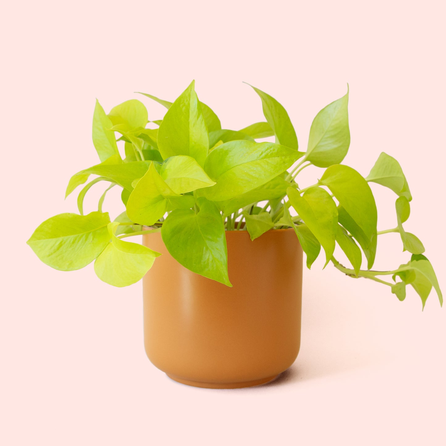 Pothos | Neon