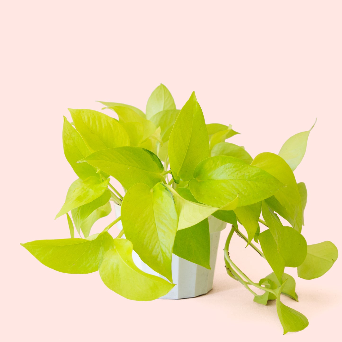 Pothos | Neon