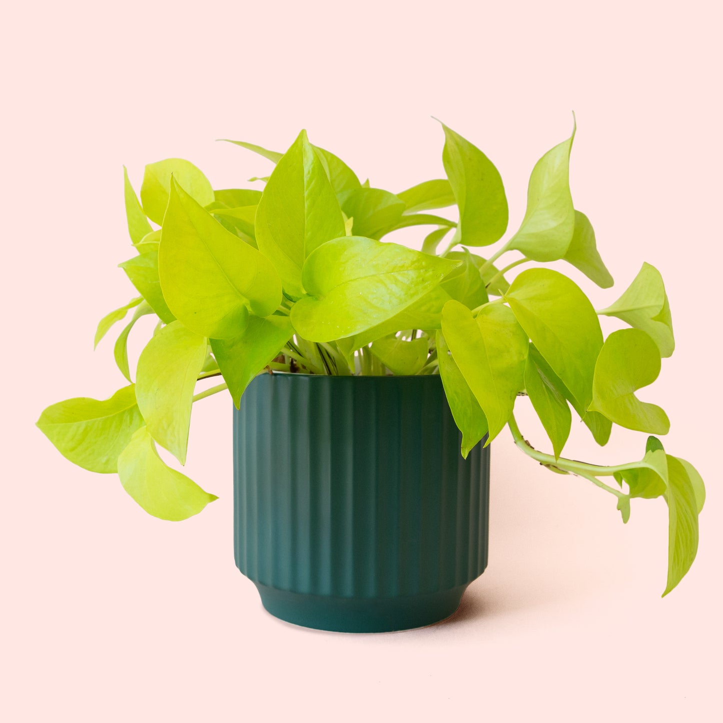 Pothos | Neon