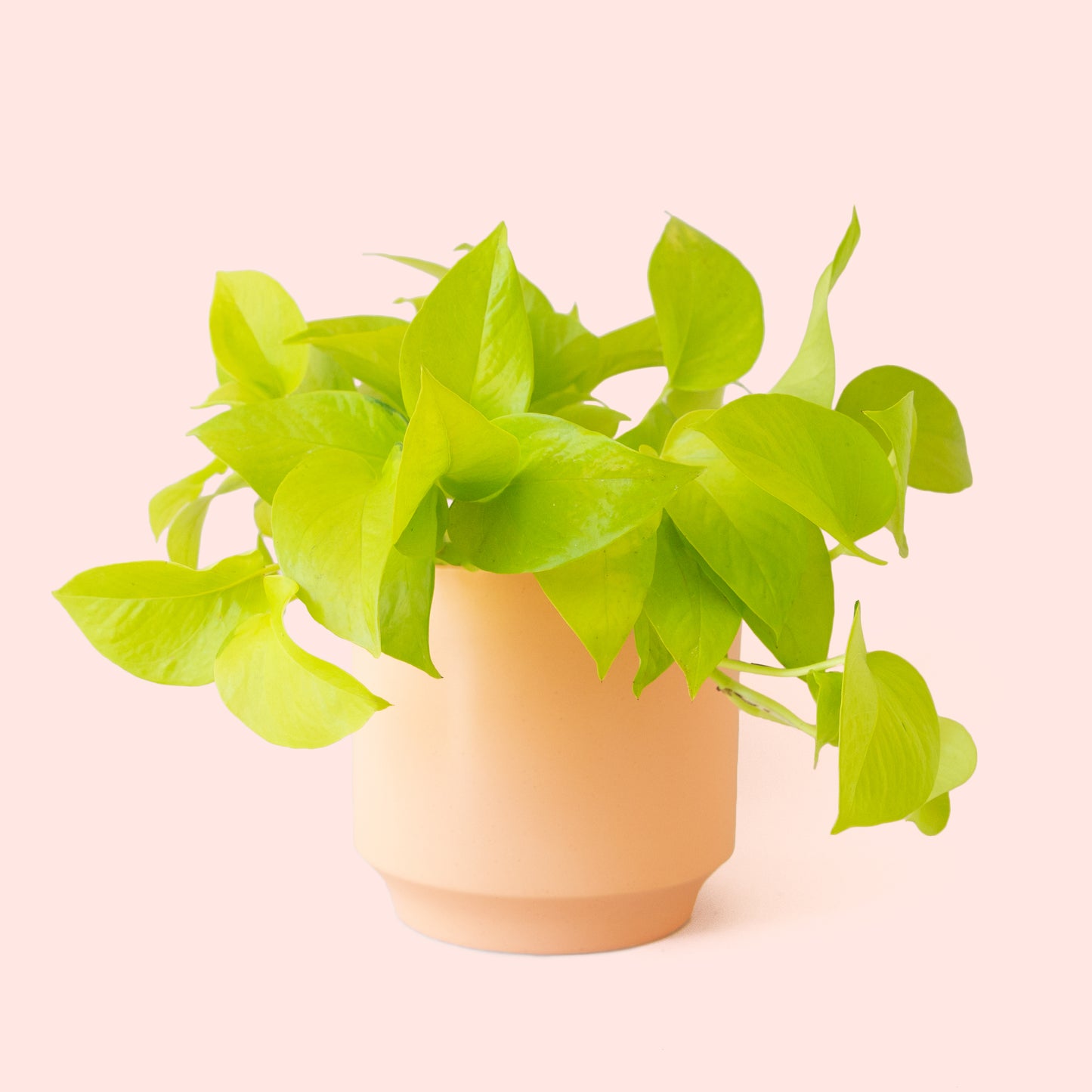 Pothos | Neon