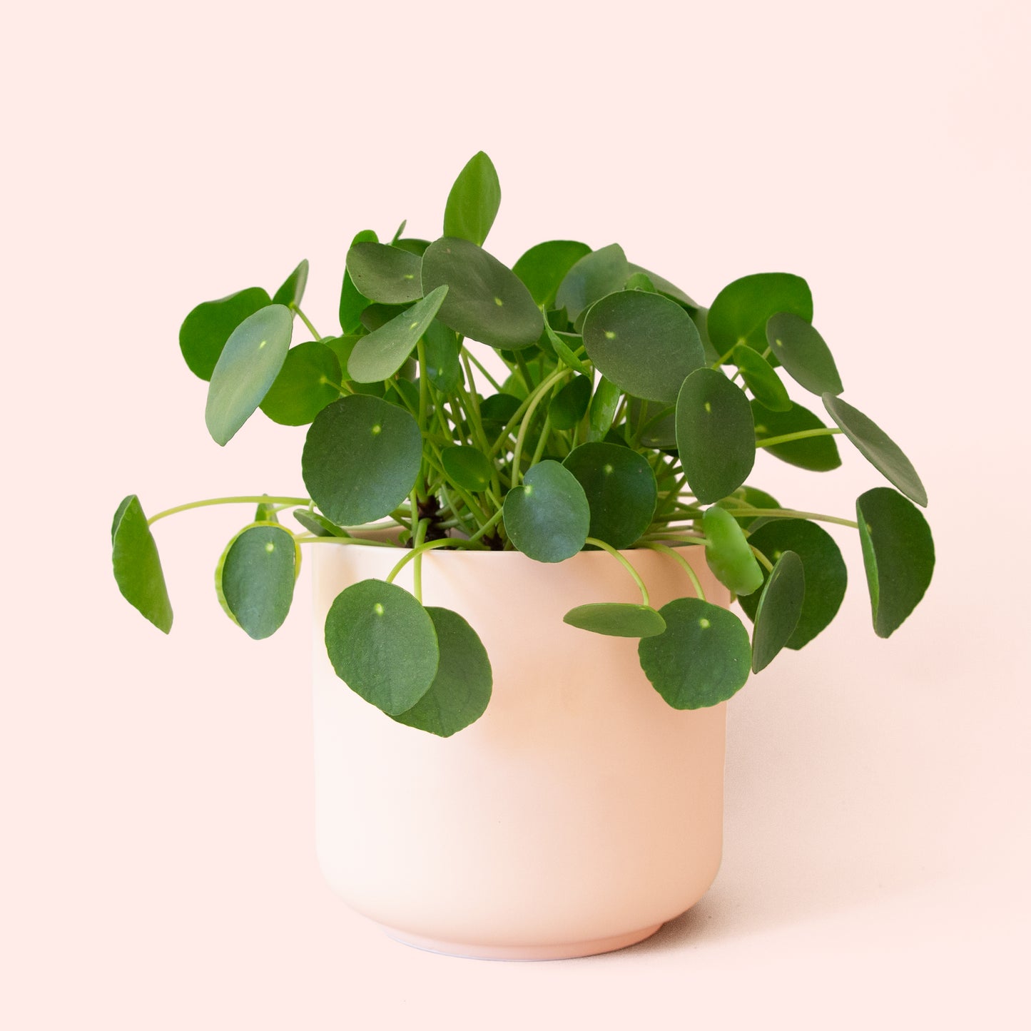 Pilea | Peperomioide