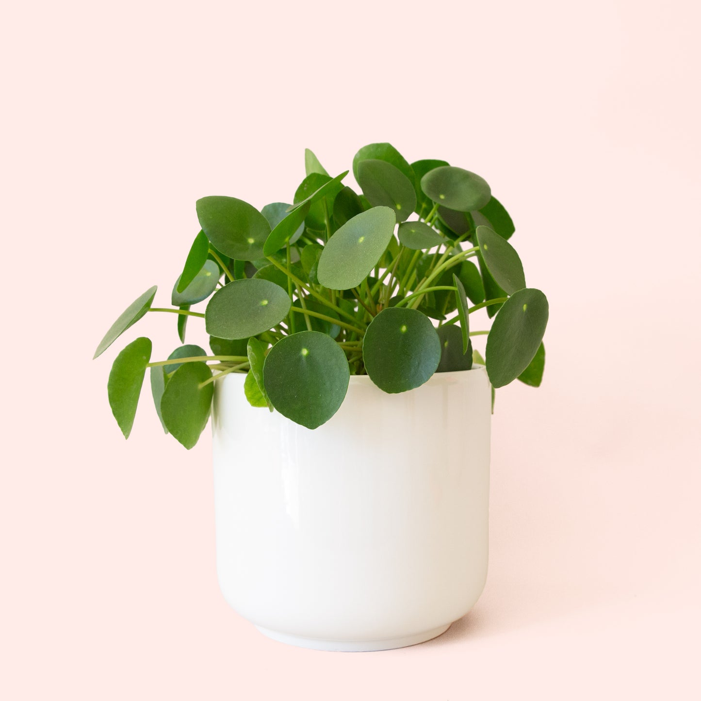 Pilea | Peperomioide