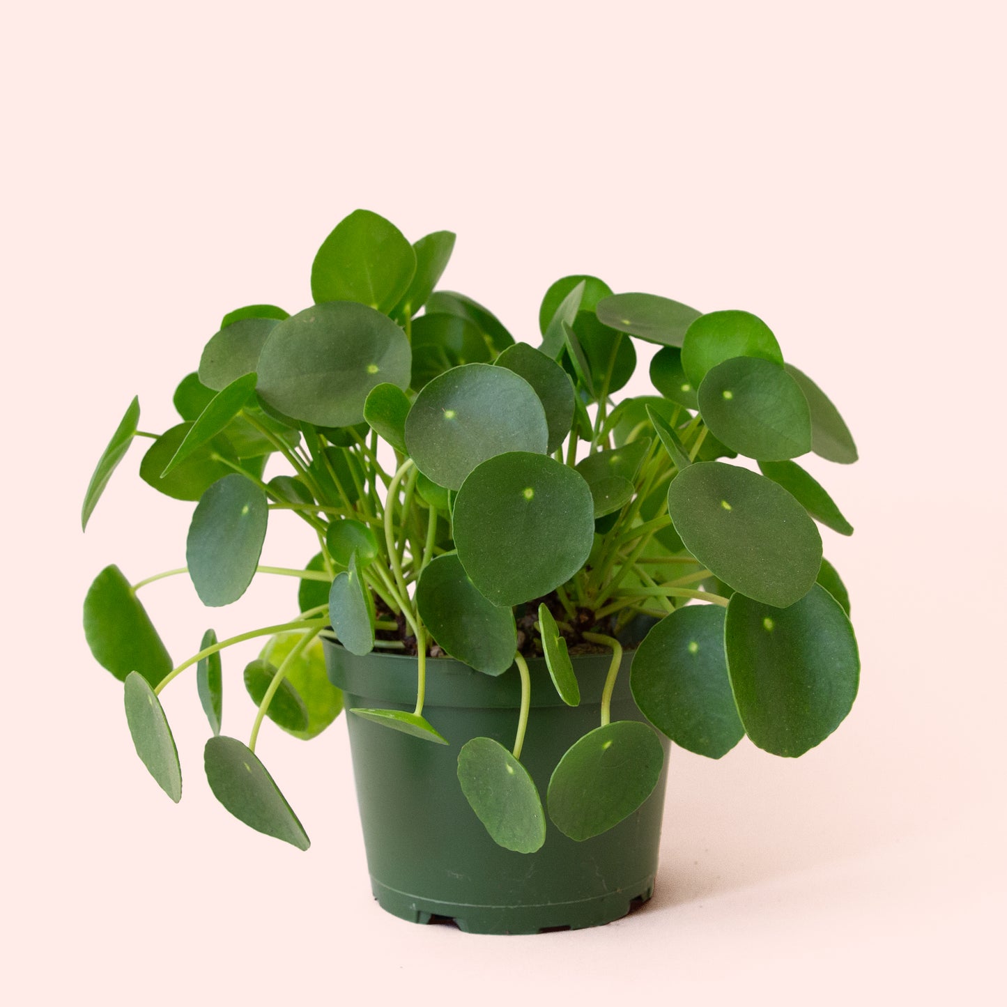 Pilea | Peperomioide