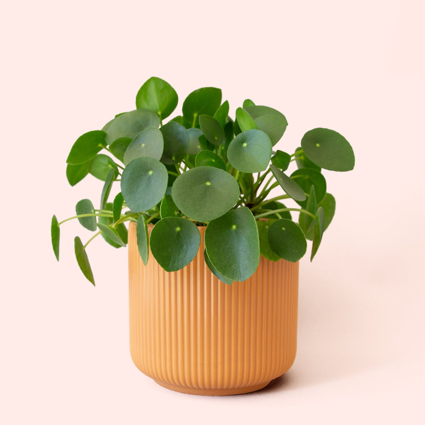 Pilea | Peperomioide