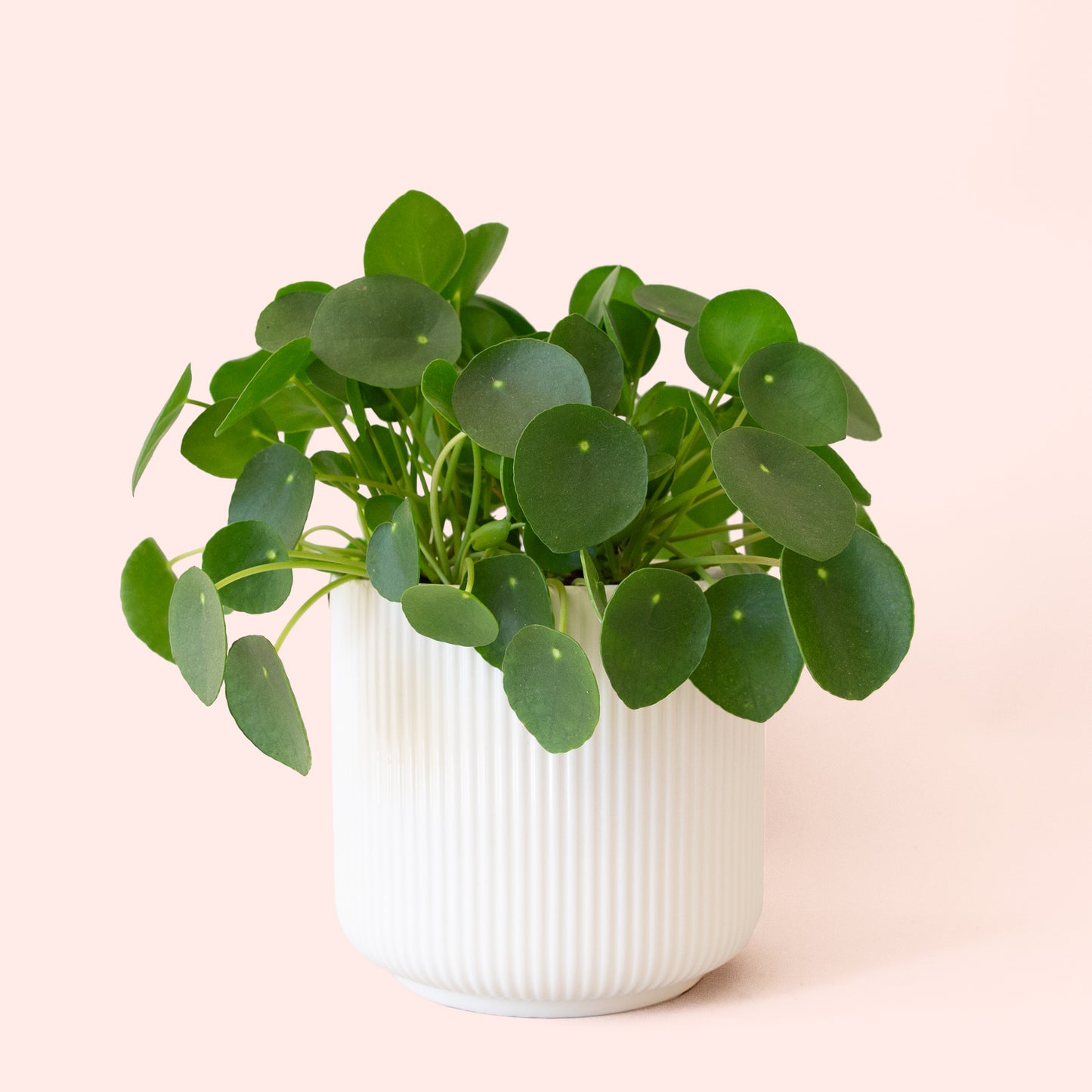 Pilea | Peperomioide