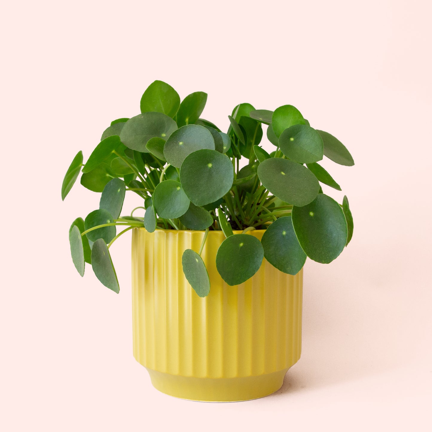 Pilea | Peperomioide