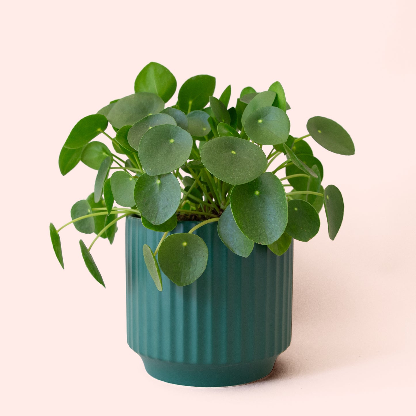 Pilea | Peperomioide