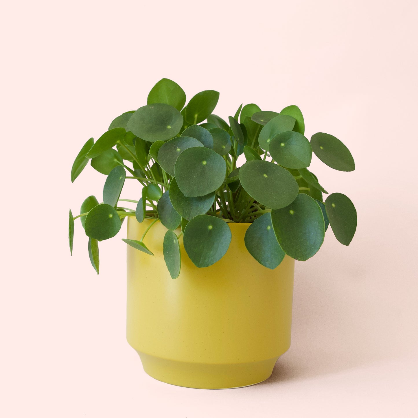 Pilea | Peperomioide